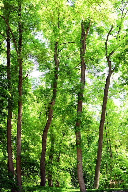 Foto bellissimi alberi nella foresta