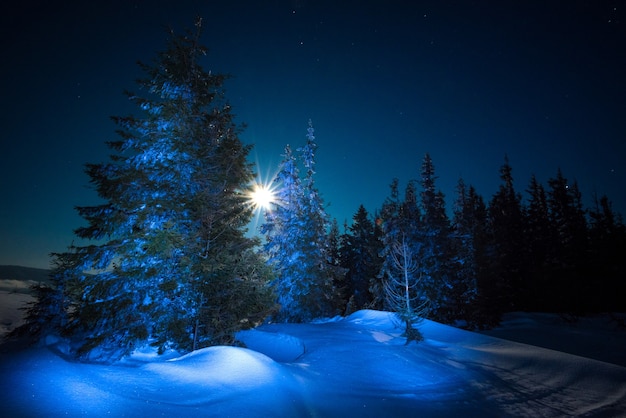 Bellissimi alberi crescono tra cumuli di neve coperti di neve