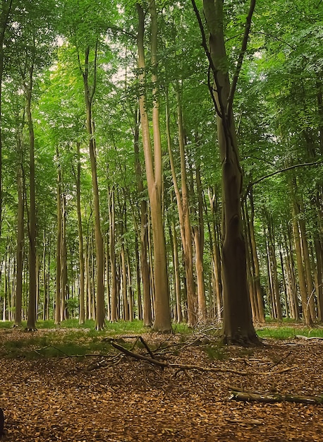 Красивые деревья в летнем лесу в хартфордшире, англия, природа и окружающая среда