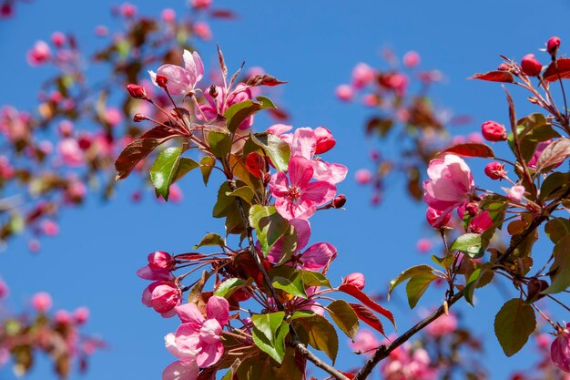 beautiful-trees-shrubs-