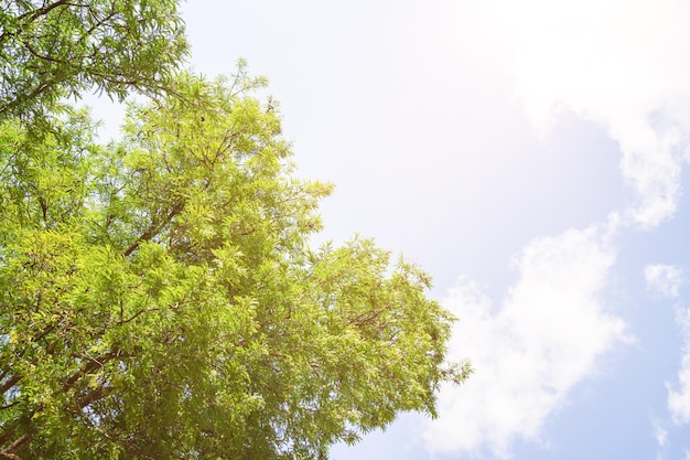 Beautiful trees on sky background