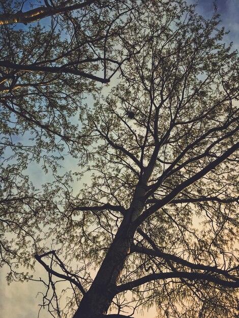 Beautiful trees and sky at sunset in spring