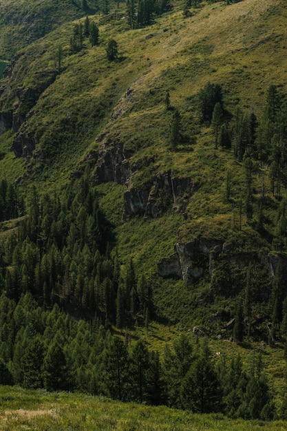 Bellissimi alberi sulle pendici delle montagne nell'area ulagan della repubblica altai