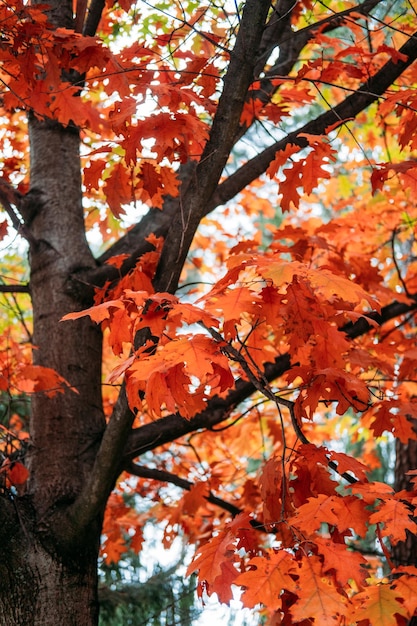 Photo beautiful trees that turn red in autumn red oak quercus rubra tree with red leaves in park forest trees with red fall leaves