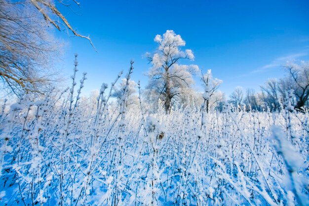 Beautiful trees in white frost on the background of blue sky