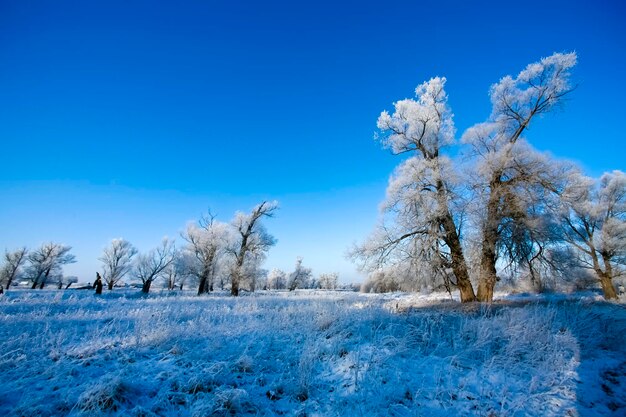 Beautiful trees in white frost on the background of blue sky