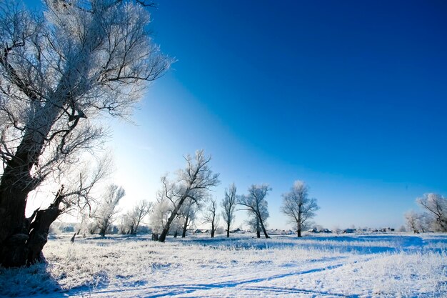 Beautiful trees in white frost on the background of blue sky