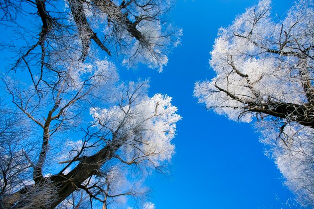 푸른 하늘 배경에 하얀 서리의 아름다운 나무들