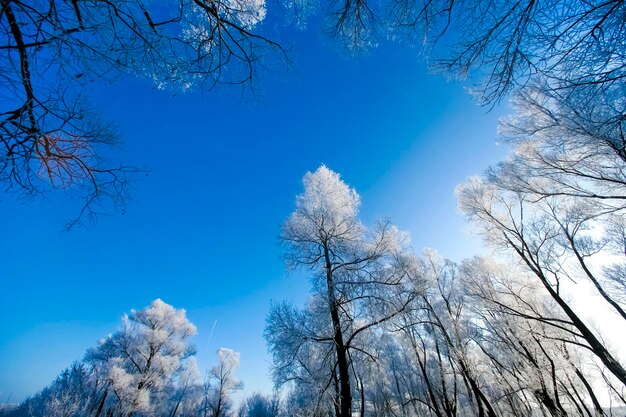 Beautiful trees in white frost on the background of blue sky