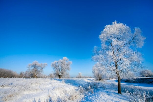 Beautiful trees in white frost on the background of blue sky