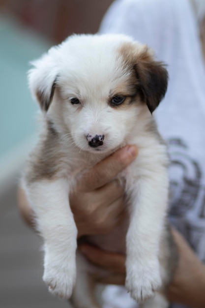 A beautiful tricolor border collie puppy In the arms of a woman