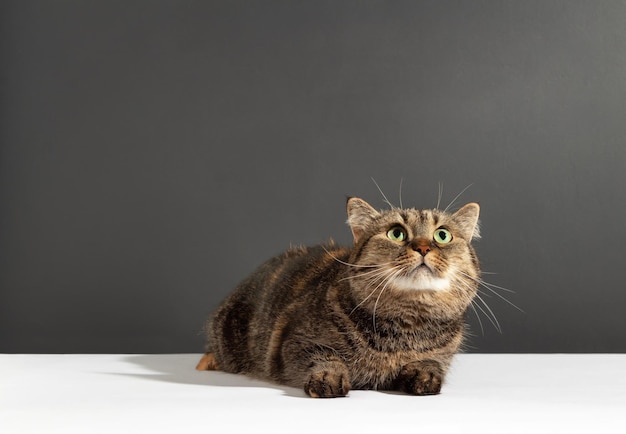 사진 긴 수염 을 가진 아름다운 삼색 고양이 가 색 과 회색 배경 에 위 를 바라보고 있다