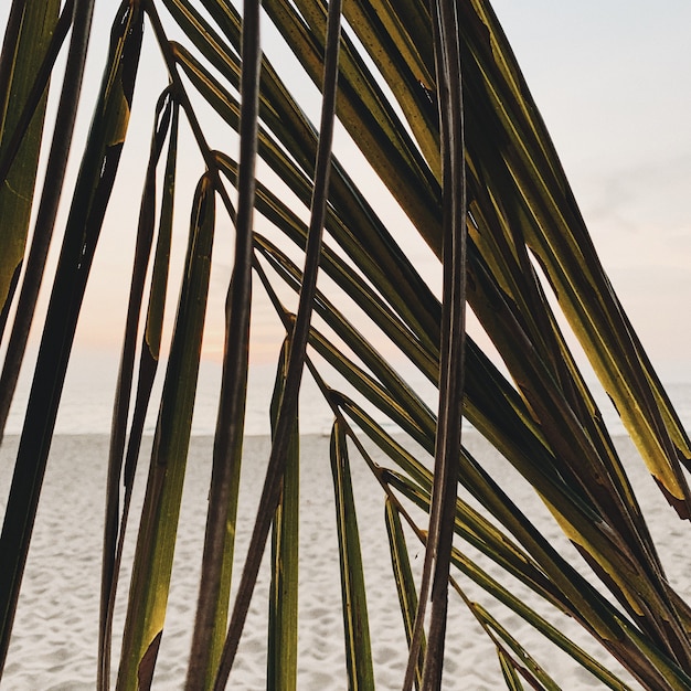 Beautiful tropical coconut palm branch against colorful sunset with sea and cost with white sand. Minimalistic pattern and with retro and vintage warm colors