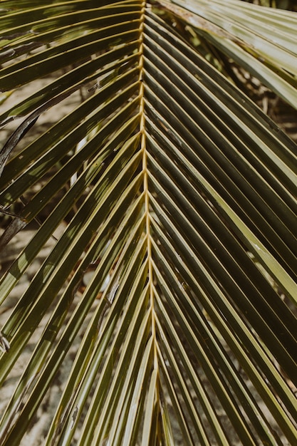 아름다운 열대 코코넛 야자 지점. 최소한의 패턴과 복고풍 빈티지 색상으로 인쇄