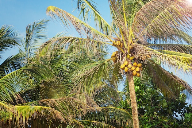 Beautiful Tropical Coconut Palm Tree on a Sky Background extreme closeup