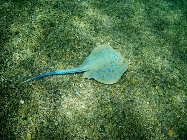 写真 美しい熱帯魚 マルサ・アラム エジプト