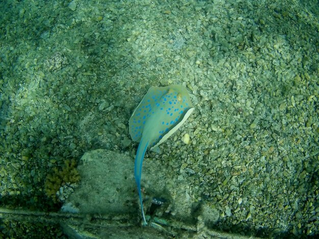 Beautiful tropical fish marsa alam egypt