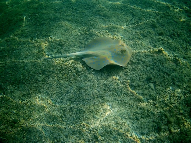 Beautiful tropical fish marsa alam egypt