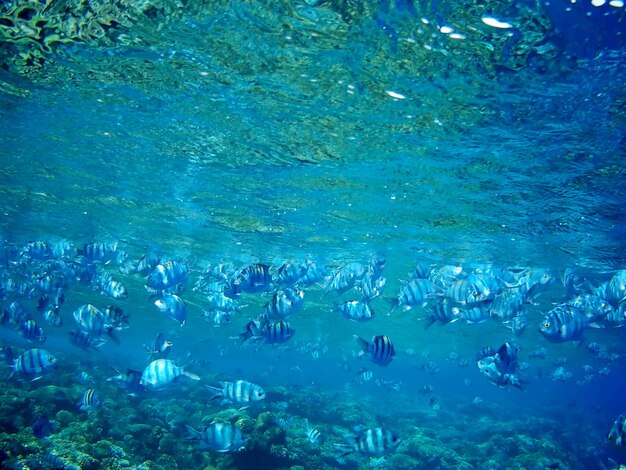 Photo beautiful tropical fish marsa alam egypt