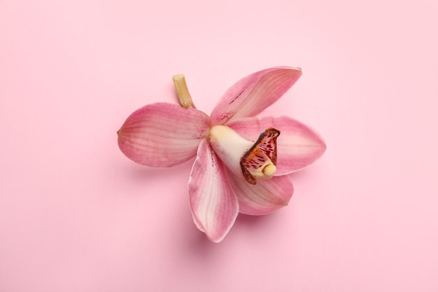 핑크에 아름 다운 열 대 꽃