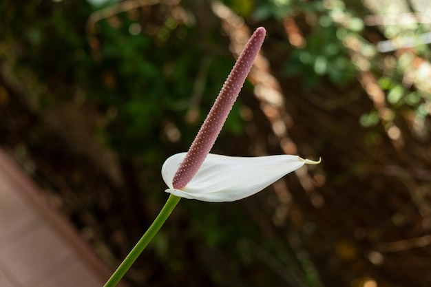 Beautiful tropical flower with green leaves