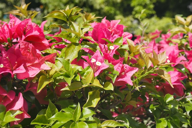 Beautiful tropical flowers outdoors