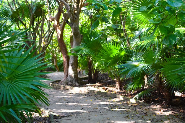 beautiful tropical forest a Sunny day in coniferous forest	 sunset in the rainforest