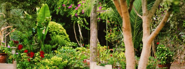 Bellissimi fiori e alberi da giardino tropicale in estate, natura e giardinaggio