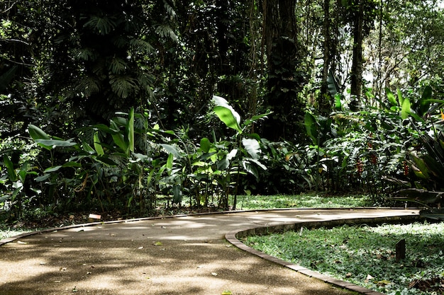 Beautiful tropical garden long shot