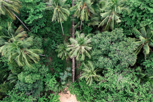 Beautiful tropical island with beach and coconut palm tree freedom beach phuket