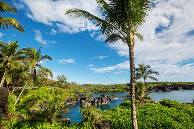 Photo beautiful tropical landscapes on maui island, hawaii