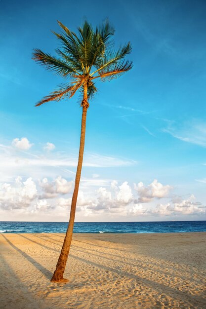 Фото Красивая тропическая природа пейзаж флориды высокая пальма и море океан песчаный пляж на закате