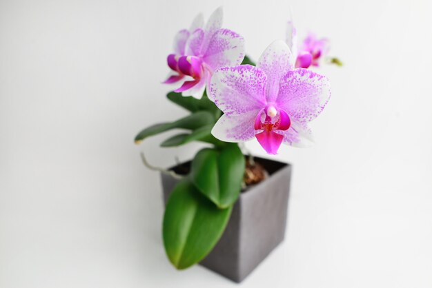 Beautiful tropical orchid flower in pot