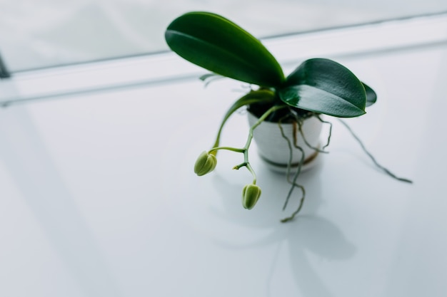 Beautiful tropical orchid flower with buds in white pot on table. Space for text