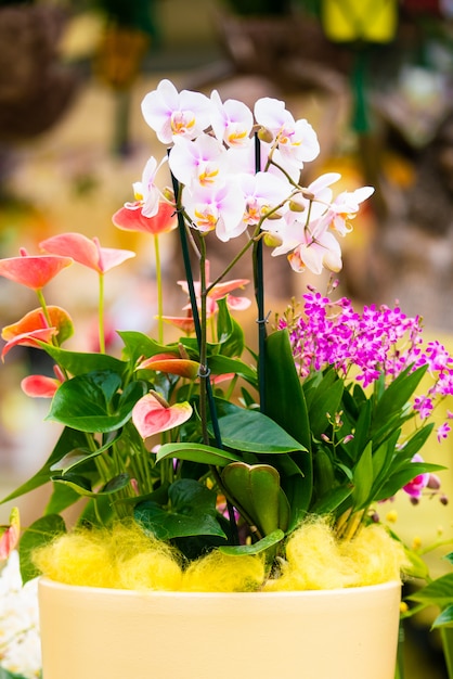 鍋に美しい熱帯蘭の花