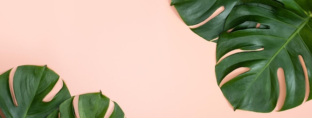 Beautiful tropical palm monstera leaves branch isolated on bright pink background top view flat lay overhead above summer beauty blank design concept