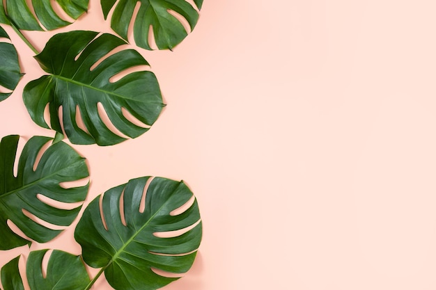 Beautiful tropical palm monstera leaves branch isolated on bright pink background top view flat lay overhead above summer beauty blank design concept
