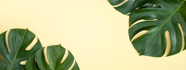 Красивая тропическая пальма монстера оставляет ветку изолированной на пастельно-желтом фоне, вид сверху, плоский вид сверху над летней красотой, пустой дизайн концепции