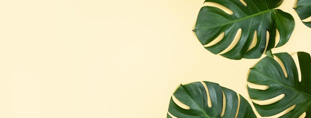 Beautiful tropical palm monstera leaves branch isolated on pastel yellow background top view flat lay overhead above summer beauty blank design concept