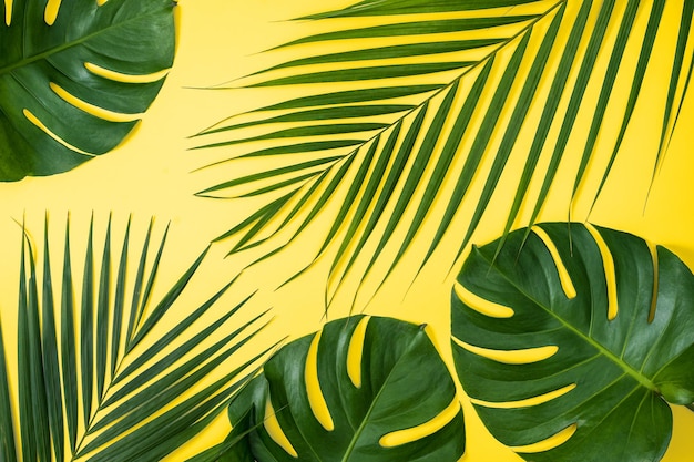 아름다운 열대 야자수 몬스테라는 파스텔 노란색 배경 위에 분리된 나뭇가지를 여름의 아름다움 빈 디자인 개념 위에 평평하게 놓았습니다.