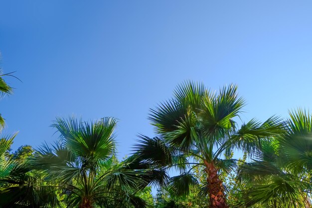 Beautiful tropical palms on blue sky background