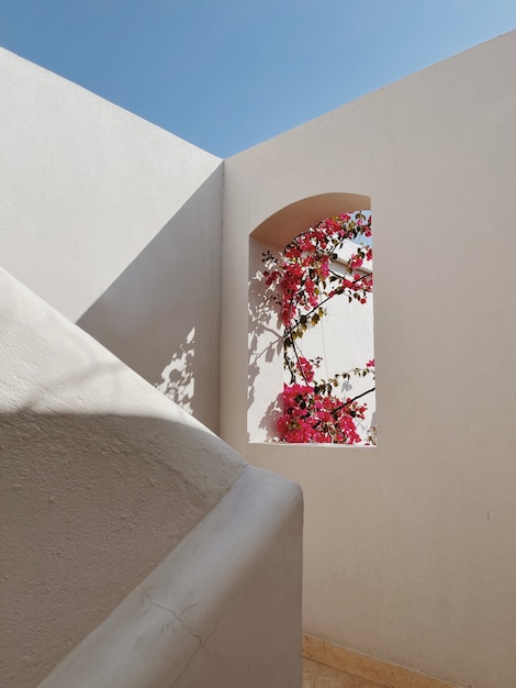 Beautiful tropical plant tree with red flowers in beige building window with sunlight shadows