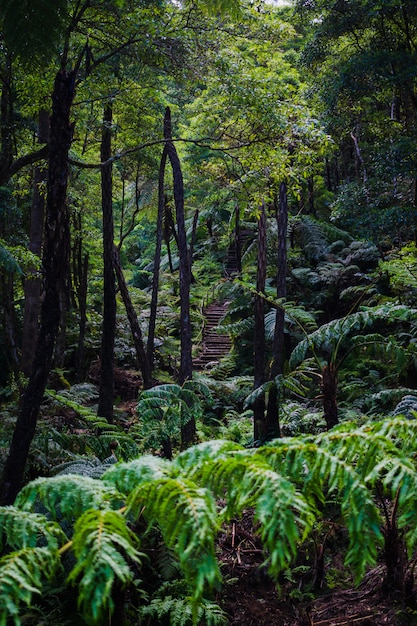 Foto bella foresta pluviale tropicale vicino alle sorgenti calde