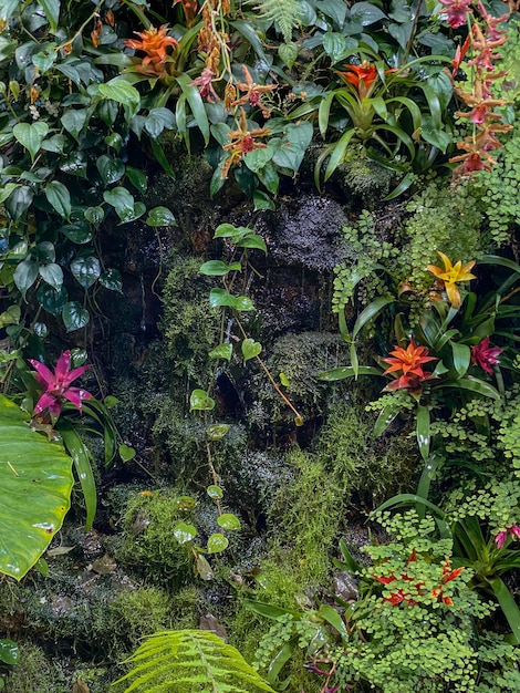 Beautiful tropical rainforest with flowers and plants in the rainforest