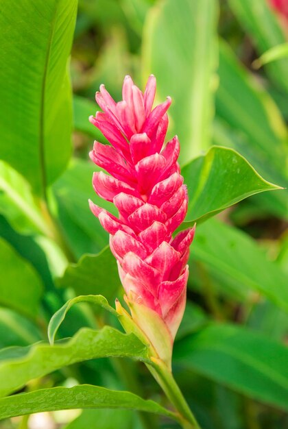 Photo a beautiful tropical red ginger flower