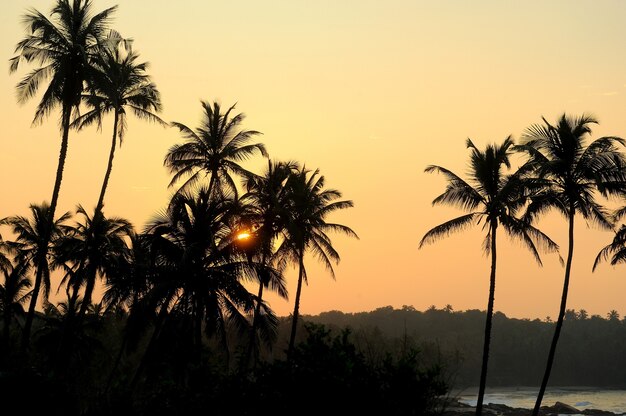 Beautiful tropical sunset with palm trees at beach