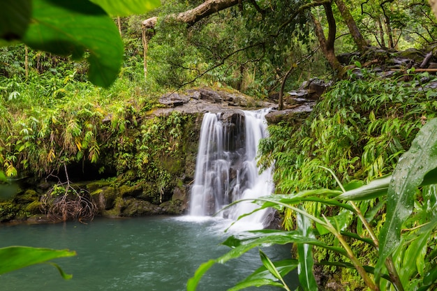 Bella cascata tropicale alle hawaii