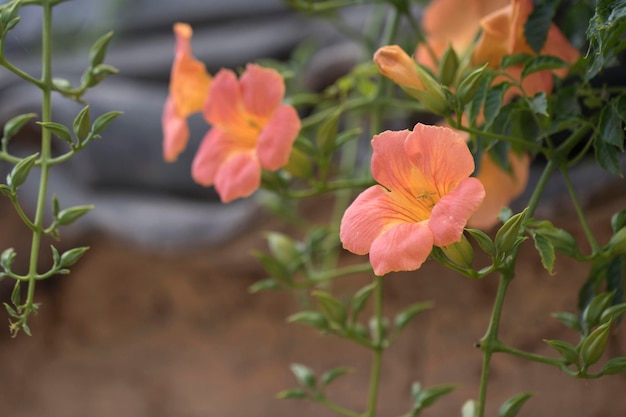 初夏の美しいトランペットつる花