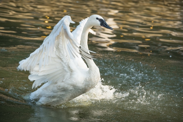 Bello nuoto del cigno del trombettista (cygnus buccinator) nell'acqua