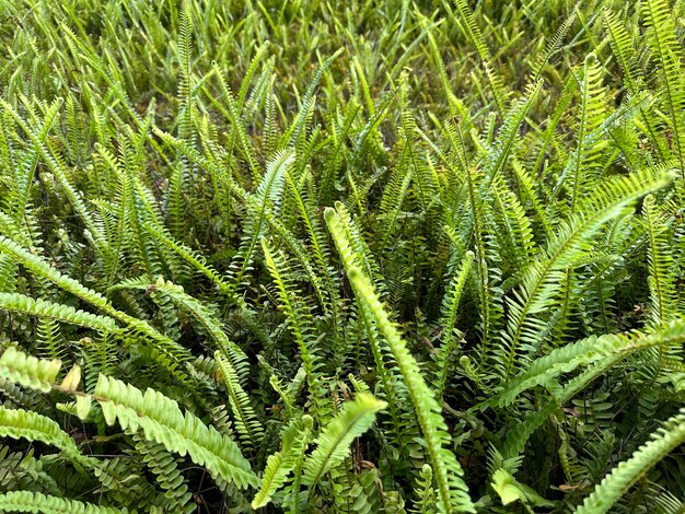 Beautiful Tuberous Sword Fern with blurred background